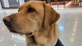 대형견 바나나 먹는 3가지 방법 How My Puppy Eats a Banana in 3 Different Ways