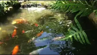 Peaceful Pond Scene  Water & Fish for Relaxation