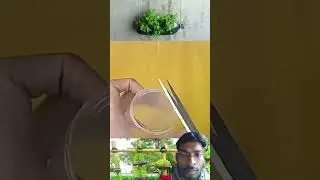 beautifull nature and rural life#vegitablecutting #vegitable farming#coreander
