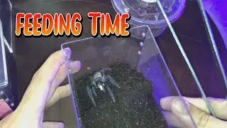 Ep.39 : ให้อาหาร แต่ไม่กินอาหาร ?!!! เอ๊ะ พากันงงเลยทีนี้ / Feeding Tarantulas