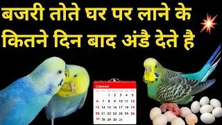 Bajri Tote Ghar Par Laane Kai Kitnai Days Baad Eggs Dete Hain | Bajri Tote Ande Kab Dete Hai