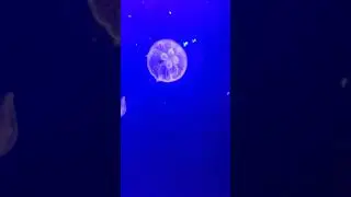 Meduza transparentă!