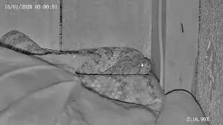 Joshua Tree Rattlesnake cam Live Stream
