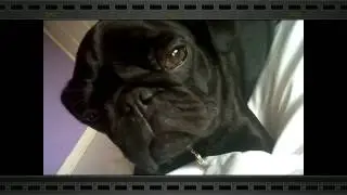 Meet prince the pug