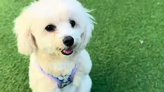 Happy dog                        2026年1月18日
