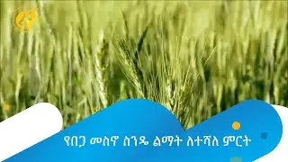 የበጋ መስኖ ስንዴ ልማት ለተሻለ ምርት