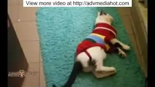 Best Of Cats Wearing Sweaters Compilation
