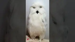 Watch the mesmerizing transformation of a handmade wool owl! 🦉✨ #art