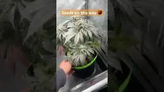 #garden #harvest #plants#420 #amsterdam #cali #spain #710