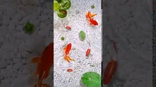 Fresh Green Fish Pond Animated