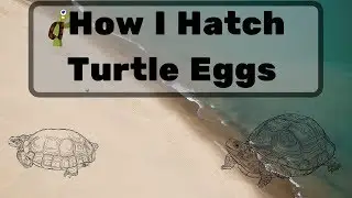 Turtle Eggs