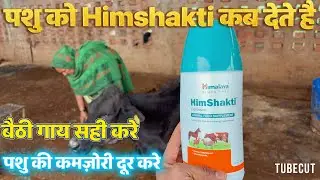 How to Use Veterinary Him Shakti || Removes weakness in animals || Increases milk production || C...