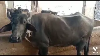 Buffalo Cow Milk Increase Methood