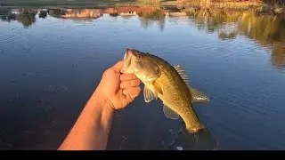 1v1 POND HOPPING FISHING CHALLENGE!!!!!!!!!! #Bass #bassfishing #fishing #1v1 #pondfishing #ponds