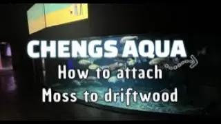How to attach moss to drift wood!