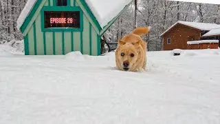 Love that dog as much HE loves SNOW! #dog #snow #diy