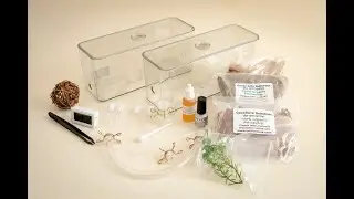 Polyrhachis Ant Farm Best Ants UK