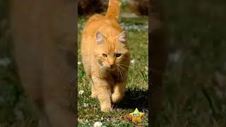 Know-It-All in a Minute, Cat