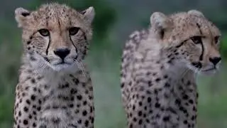 Join Africa's highest award-winning conservation program
