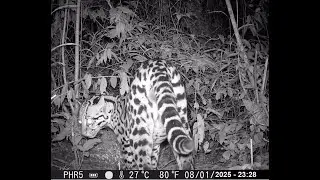 341&ordm; v&iacute;deo: jaguatirica/ ocelot - Leopardus pardalis (VII)