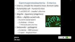11.3 Proteobacteria