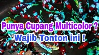 Ikan Cupang Multicolor Yang Bagus
