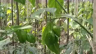 পানের বরের ব্লগ ভিডিও।। #vairalvideo #vairal #longvideo @MyCookingChannel13-b9d 