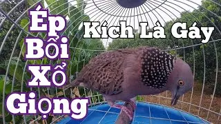 Tiếng cu gáy kích bổi giọng hạp bổi gáy [ Thúc Gù Gọi ] kích bổi nhanh nổi #cugáykichbổi03