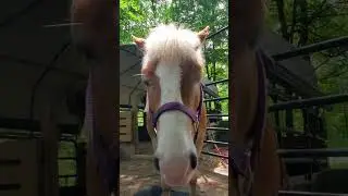 Sassy Horse Butt