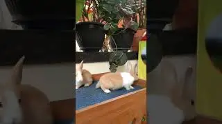 cute bunny rubbing feet