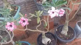 DICAS IMPORTANTES POR QUE MINHAS ROSAS ESTÃO SEM FLORES 