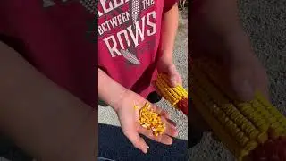 #harvest #moisturetesting #combine #caseih #dekalb #corn #farming #agriculture #johndeere