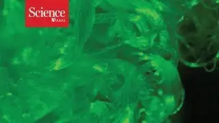 Plants can grow their own glow-in-the-dark cotton, no genetic engineering required