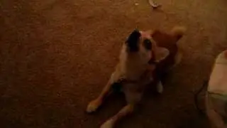 Cutest Puppy Howl EVER