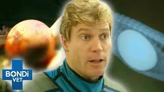Top 5 Strangest Things Animals Have Eaten 😲 | Bondi Vet Compilation | Bondi Vet