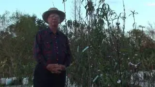 How to Grow Peach Trees : When Is the Best Time to Plant Peaches?