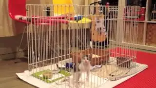 子猫の脱走