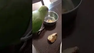 Mithu likes oats.... #youtube #parrot #talkingparrot #mithu #cute #birds #beautiful #shorts