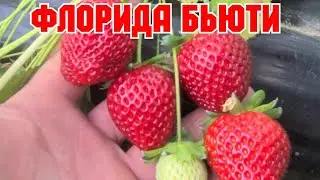Флорида Бьюти! Сорт клубники с темной ягодой!