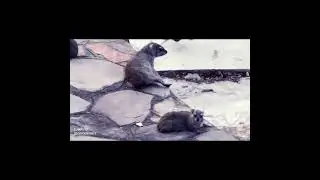 durin baskin an adult rock hyrax will keep watch fo predators uttering a sharp cry if there's danger