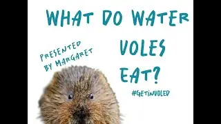What Do Water Voles Eat? | Presented by Margaret | #GetInVoled | Citizen Zoo