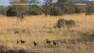 Wild dog & rhino drama