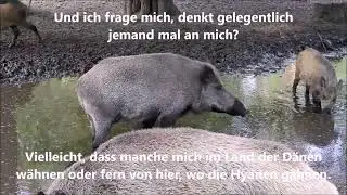 Max Raabe - Kein Schwein ruft mich an (Lyrics)