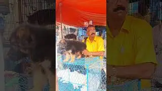 Low price 😳 German shepherd puppy for sale Galiff street Pet Market short #video
