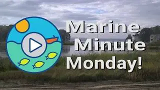 Cornell Marine's Marine Minute Monday on Stormwater