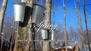 Pure Maple 100％ from Canada