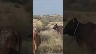 Pure cholistani in desert