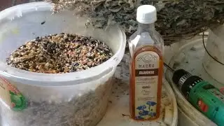#Pigeon.Совет от Гагика. Льняное масло и лебеда для голубей.