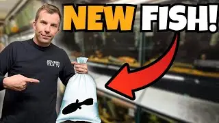 BUYING RARE FISH FROM CRAZIEST RARE FISH STORE!