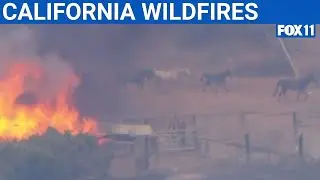 Several wildfires torch parts of Inland Empire; Farm animals run for their lives | FOX 11 LA